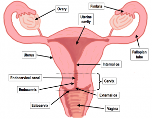 female reproductive system